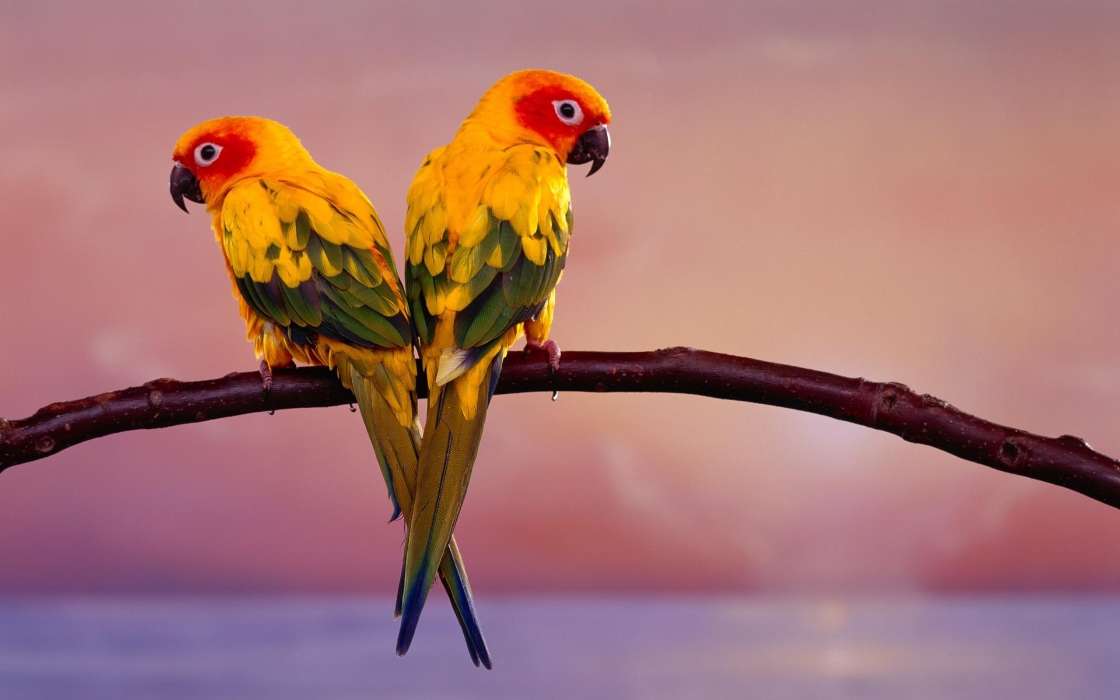 Perroquets,Oiseaux,Animaux