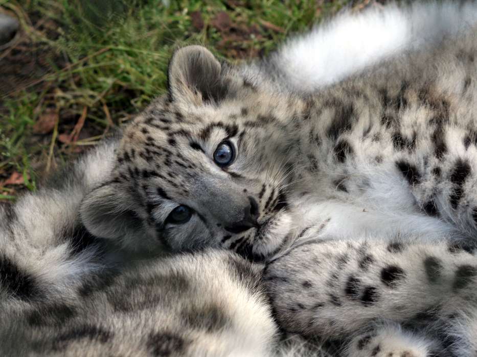 Animaux,Snow leopard