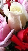 Télécharger une image 360x640 Fêtes,Plantes,Fleurs,Roses,Cartes postales,8 mars, journée internationale de la femme pour le portable gratuitement.