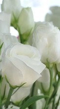 Télécharger une image 1280x800 Fêtes,Plantes,Fleurs,Roses,Cartes postales,8 mars, journée internationale de la femme pour le portable gratuitement.