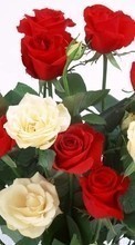 Télécharger une image 1280x800 Plantes,Fleurs,Roses,Cartes postales,8 mars, journée internationale de la femme pour le portable gratuitement.