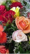 Télécharger une image 320x480 Fêtes,Plantes,Fleurs,Roses,8 mars, journée internationale de la femme pour le portable gratuitement.