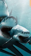 Télécharger une image 540x960 Animaux,Sharks,Poissons pour le portable gratuitement.