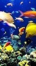 Télécharger une image Aquariums,Poissons,Animaux pour le portable gratuitement.