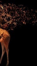 Télécharger une image Animaux,Contexte,Photo artistique,Girafes pour le portable gratuitement.