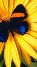 Télécharger une image 128x160 Papillons,Fleurs,Insectes pour le portable gratuitement.