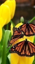 Télécharger une image Papillons,Fleurs,Plantes pour le portable gratuitement.