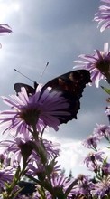 Télécharger une image 1280x800 Plantes,Papillons,Fleurs pour le portable gratuitement.