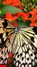Télécharger une image 1080x1920 Papillons,Insectes pour le portable gratuitement.