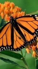 Télécharger une image 240x400 Papillons,Insectes pour le portable gratuitement.