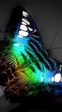 Télécharger une image 128x160 Papillons,Insectes pour le portable gratuitement.