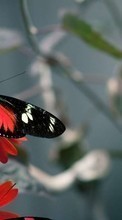 Télécharger une image Papillons,Animaux pour le portable gratuitement.