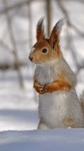 Télécharger une image Animaux,Ecureuils pour le portable gratuitement.