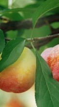 Télécharger une image Plantes,Fruits,Pommes pour le portable gratuitement.