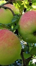 Télécharger une image Pommes,Fruits,Plantes pour le portable gratuitement.