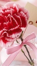 Télécharger une image Fêtes,Plantes,Fleurs,Cœurs,Amour,Saint Valentin,Oeillets pour le portable gratuitement.
