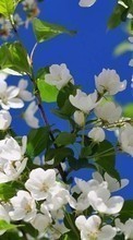 Télécharger une image Plantes,Fleurs,Arbres pour le portable gratuitement.