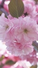 Télécharger une image Fleurs,Arbres,Plantes pour le portable gratuitement.