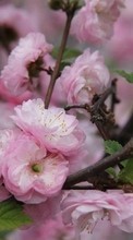 Télécharger une image Plantes,Fleurs,Arbres pour le portable gratuitement.