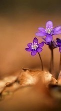 Télécharger une image Fleurs,Violettes,Plantes pour le portable gratuitement.