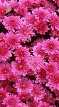 Télécharger une image 240x400 Plantes,Fleurs,Contexte,Chrysanthème pour le portable gratuitement.