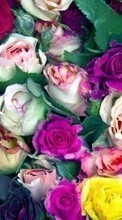 Télécharger une image Plantes,Fleurs,Contexte,Roses pour le portable gratuitement.