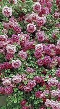 Télécharger une image 320x480 Plantes,Fleurs,Contexte,Roses pour le portable gratuitement.