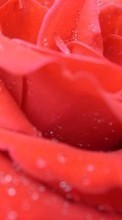 Télécharger une image 1280x800 Plantes,Fleurs,Contexte,Roses pour le portable gratuitement.