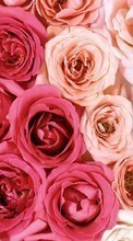 Télécharger une image 1280x800 Plantes,Fleurs,Contexte,Roses pour le portable gratuitement.