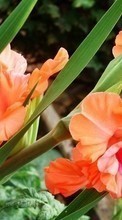 Télécharger une image 800x480 Plantes,Fleurs,Glaïeul pour le portable gratuitement.