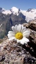 Télécharger une image Fleurs,Montagnes,Paysage pour le portable gratuitement.