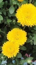 Télécharger une image 540x960 Plantes,Fleurs,Chrysanthème pour le portable gratuitement.