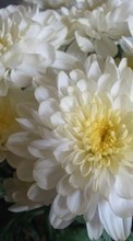 Télécharger une image Plantes,Fleurs,Chrysanthème pour le portable gratuitement.