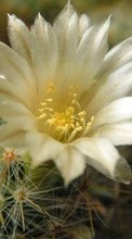 Télécharger une image Fleurs,Cactus,Plantes pour le portable gratuitement.