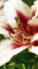 Télécharger une image 240x400 Plantes,Fleurs,Lilies pour le portable gratuitement.