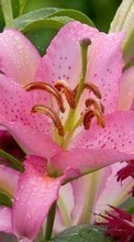 Télécharger une image 1080x1920 Plantes,Fleurs,Lilies pour le portable gratuitement.