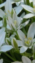 Télécharger une image Fleurs,Lilies,Plantes pour le portable gratuitement.