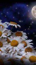 Télécharger une image Fleurs,Lune,Plantes,Camomille pour le portable gratuitement.