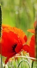 Télécharger une image Fleurs,Coquelicots,Plantes pour le portable gratuitement.