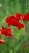 Télécharger une image 128x160 Plantes,Fleurs,Coquelicots pour le portable gratuitement.