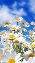 Télécharger une image Plantes,Paysage,Fleurs,Sky,Nuages,Camomille pour le portable gratuitement.