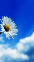 Télécharger une image Plantes,Fleurs,Sky,Camomille pour le portable gratuitement.
