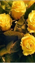 Télécharger une image 240x400 Plantes,Fleurs,Roses,Cartes postales pour le portable gratuitement.