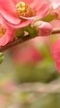 Télécharger une image 540x960 Plantes,Fleurs pour le portable gratuitement.