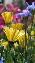 Télécharger une image 540x960 Plantes,Fleurs pour le portable gratuitement.