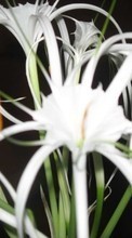 Télécharger une image 800x480 Plantes,Fleurs pour le portable gratuitement.