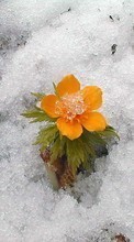 Télécharger une image Plantes,Hiver,Fleurs,Neige pour le portable gratuitement.