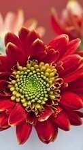 Télécharger une image Fleurs,Plantes pour le portable gratuitement.