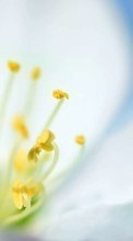 Fleurs,Plantes pour HTC One V