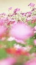 Télécharger une image 240x320 Plantes,Fleurs pour le portable gratuitement.
